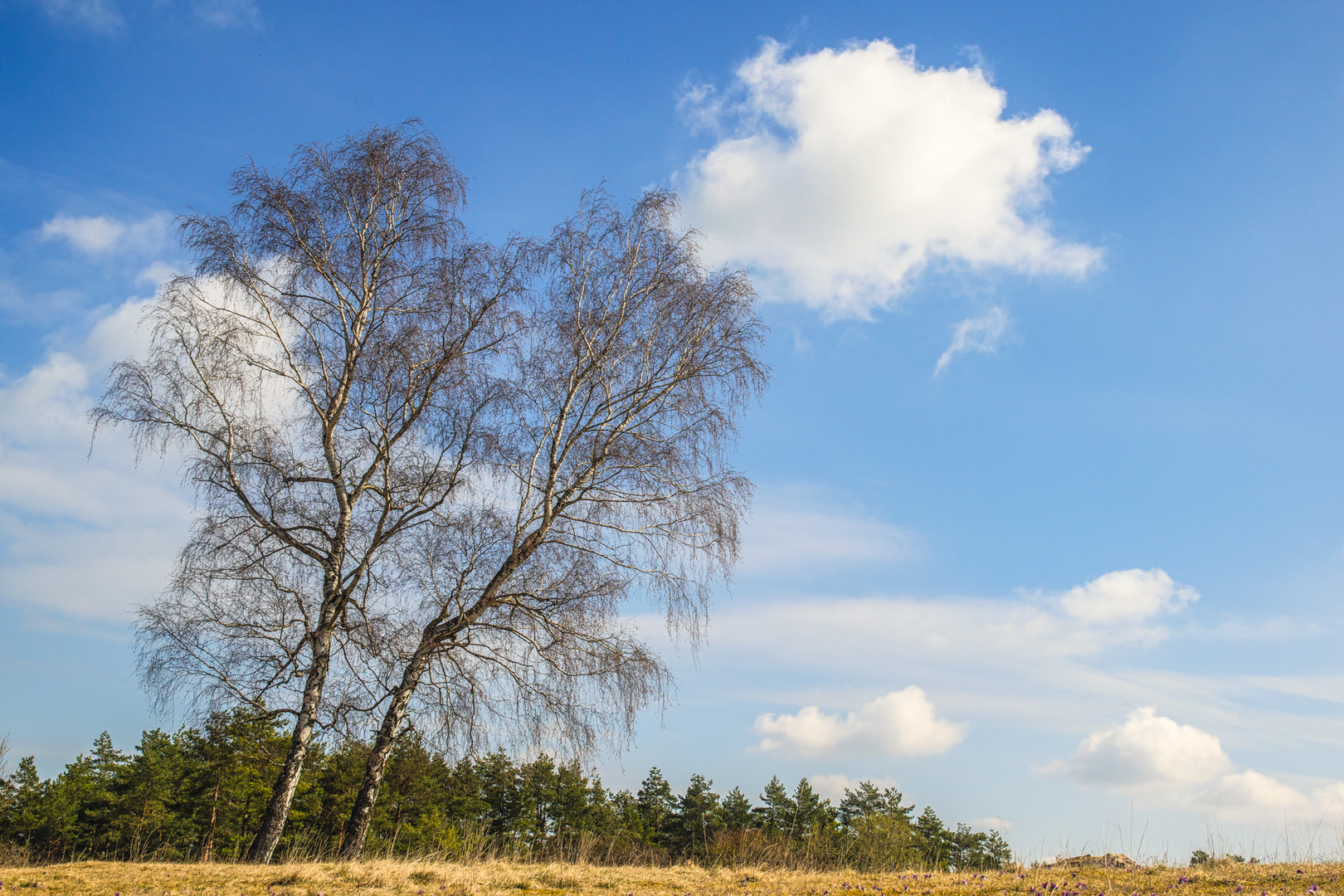 Birken im Frühling