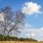 Birken im Frühling