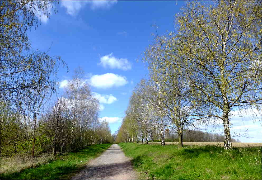 Birken im Frühling