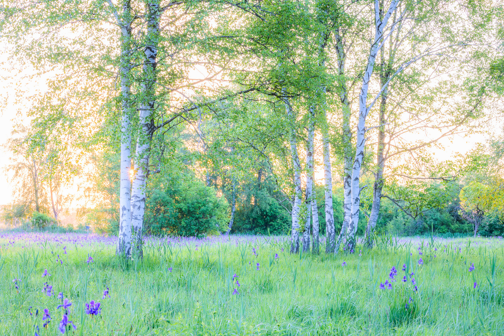 Birken im Frühling