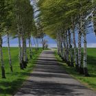 Birken im Frühlingswind...