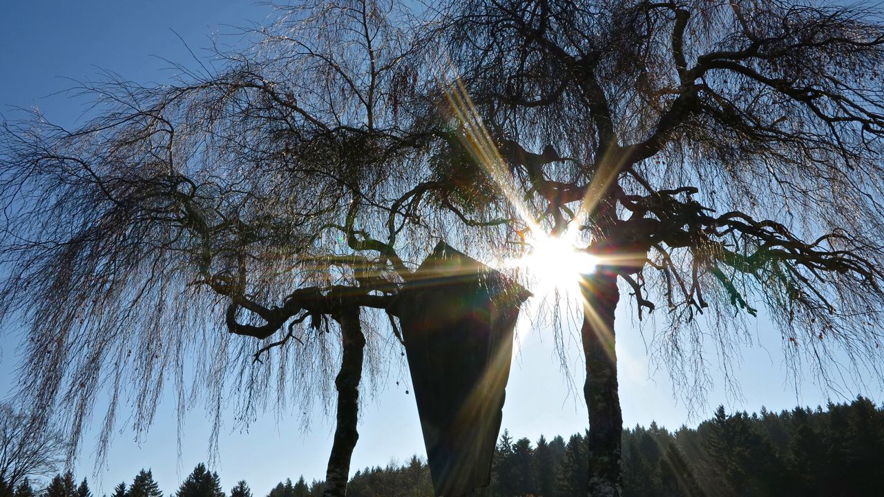 Birken im Gegenlicht