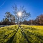 Birken im Gegenlicht