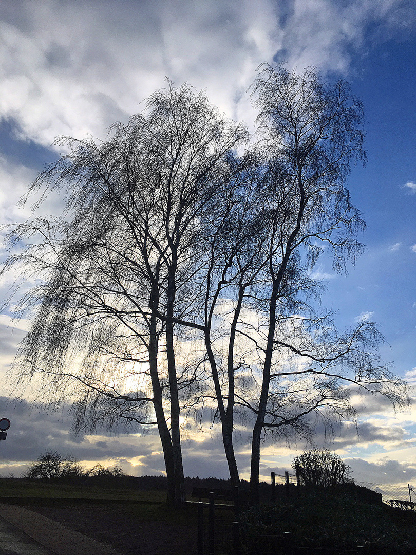 Birken im Gegenlicht