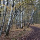 Birken im Großen Torfmoor