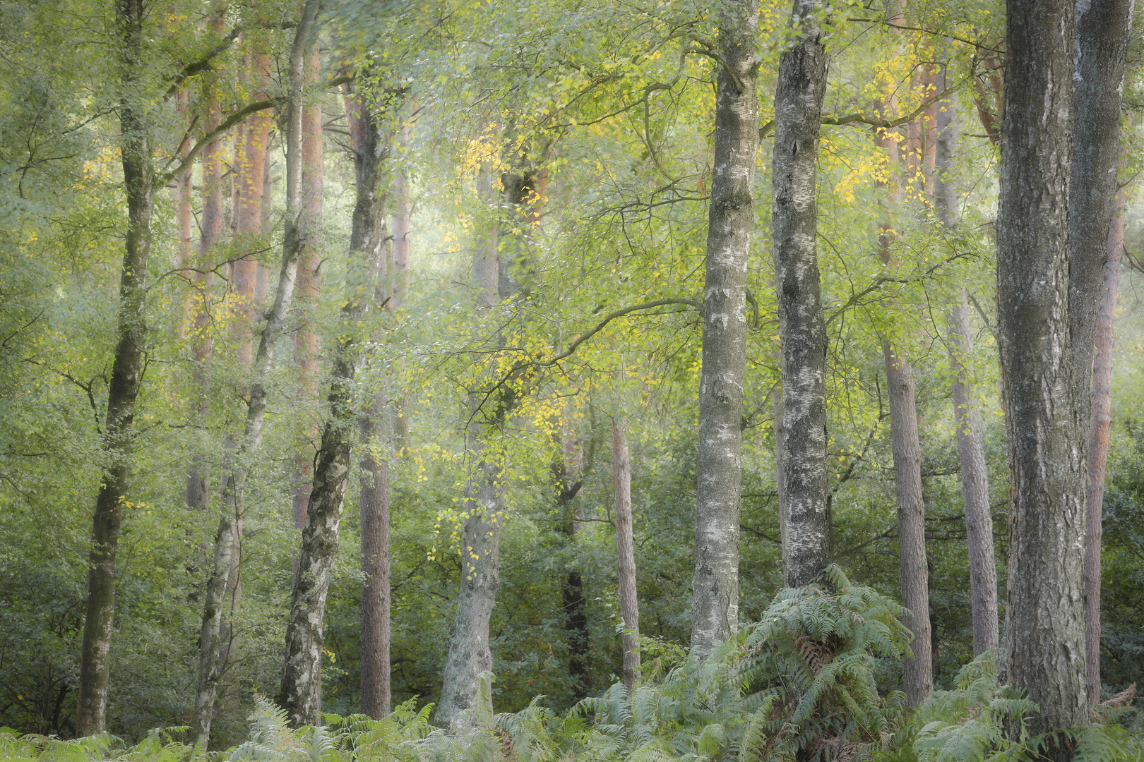 Birken im Herbst