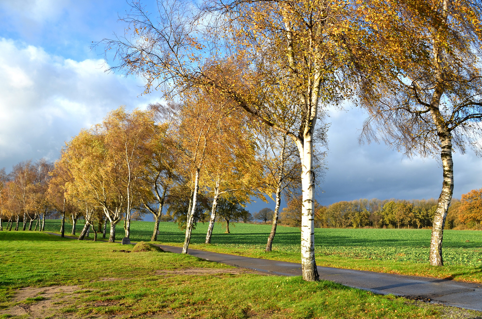 Birken im Herbst...