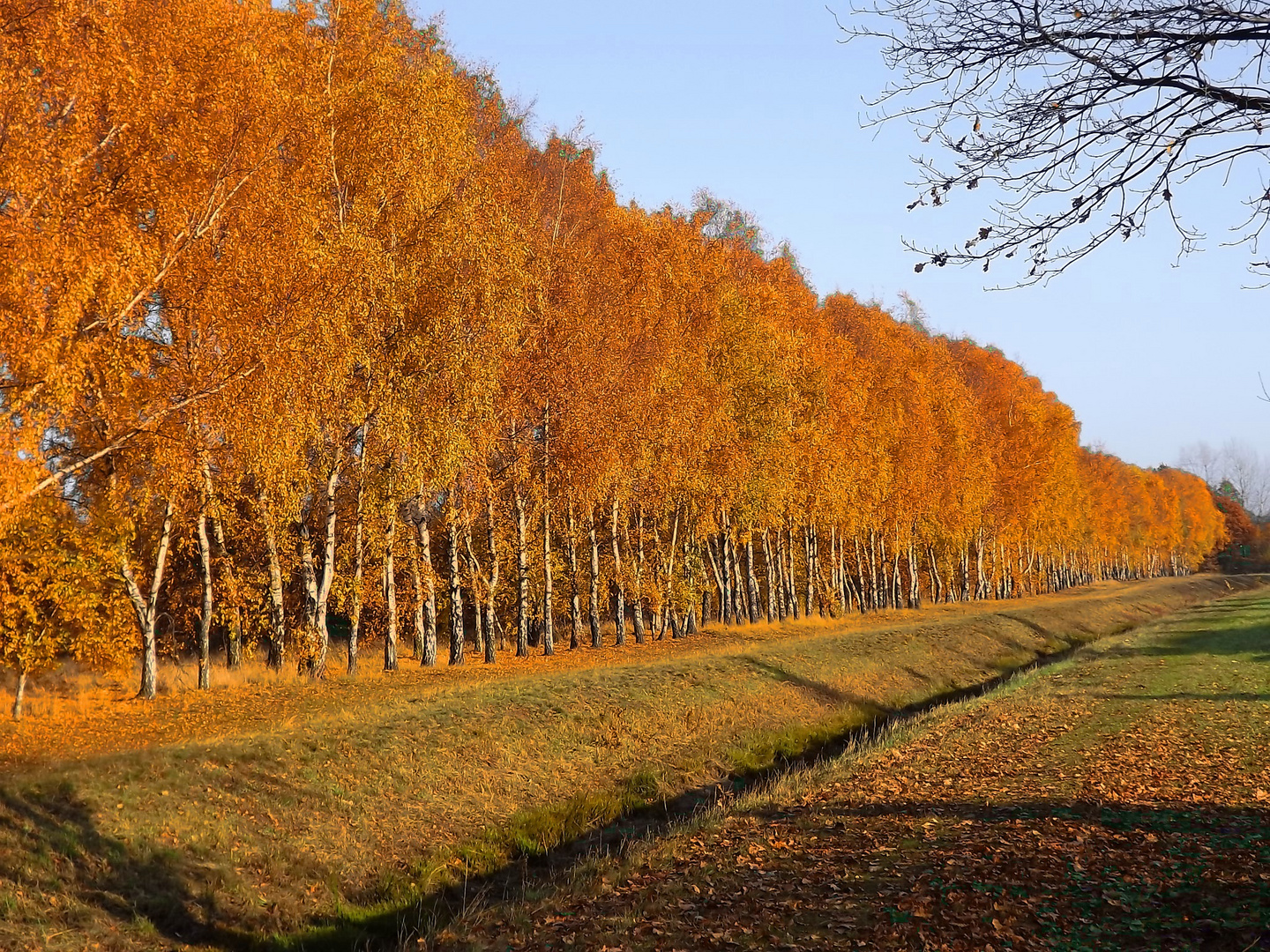 Birken im Herbst