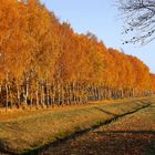 Birken im Herbst