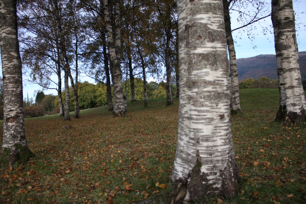 Birken im Herbst