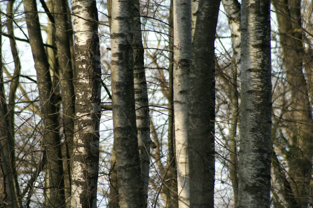 Birken im Herbst