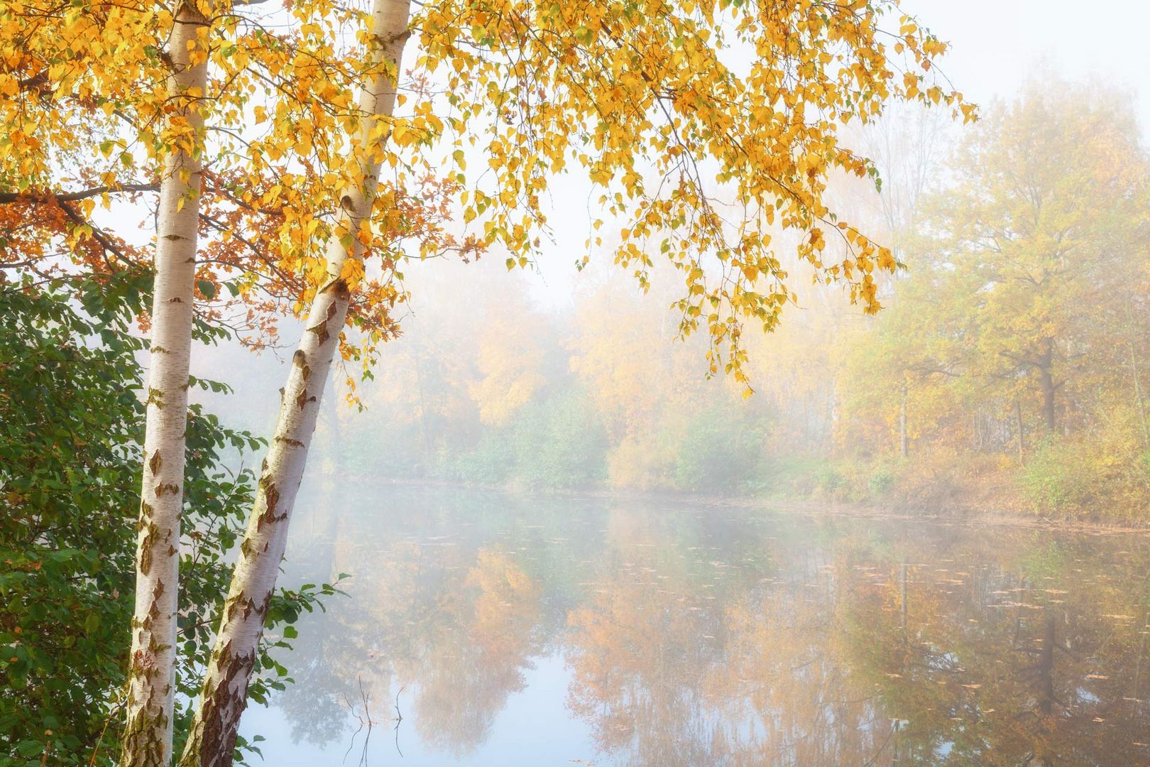 Birken im Herbst