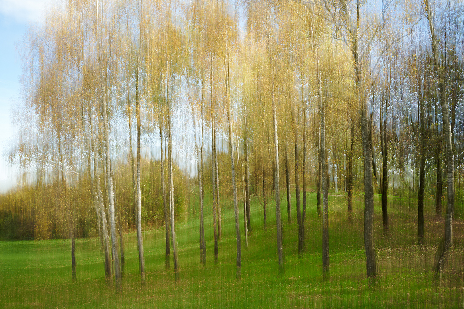 Birken im Herbst