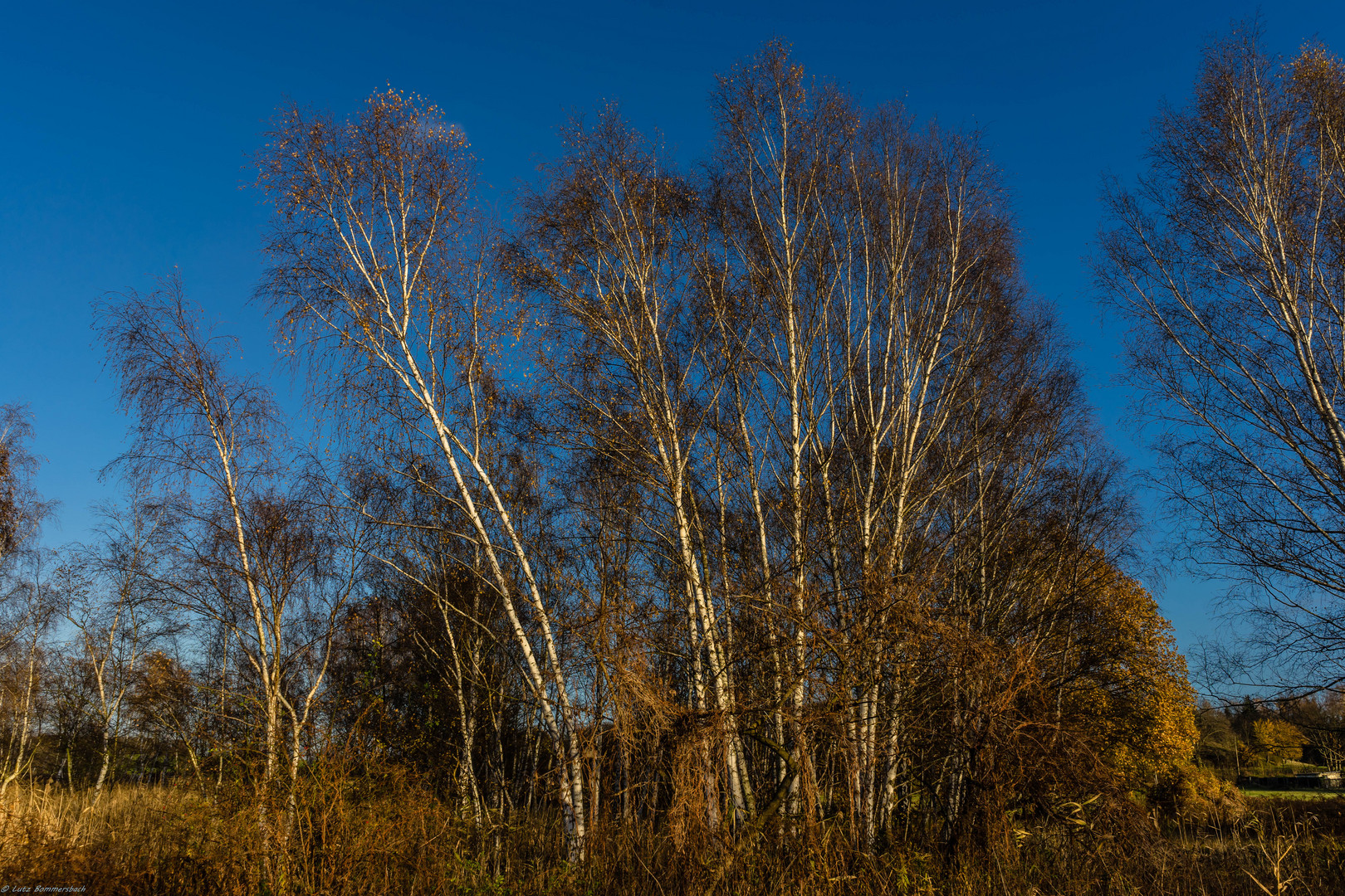 Birken im Herbst