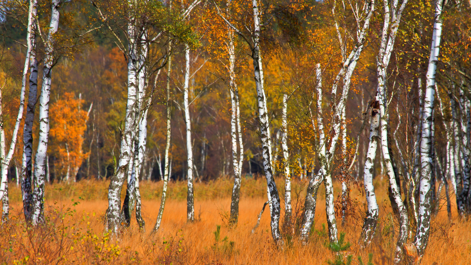 Birken im Herbst