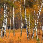 Birken im Herbst