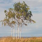 birken im herbst