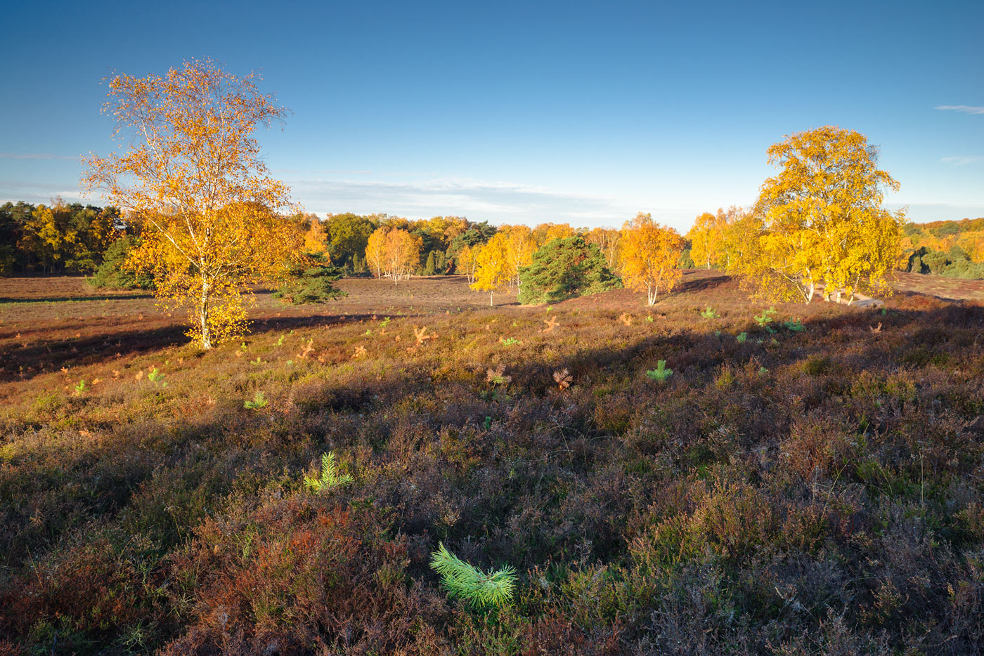 Birken im Herbstgewand