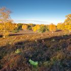 Birken im Herbstgewand