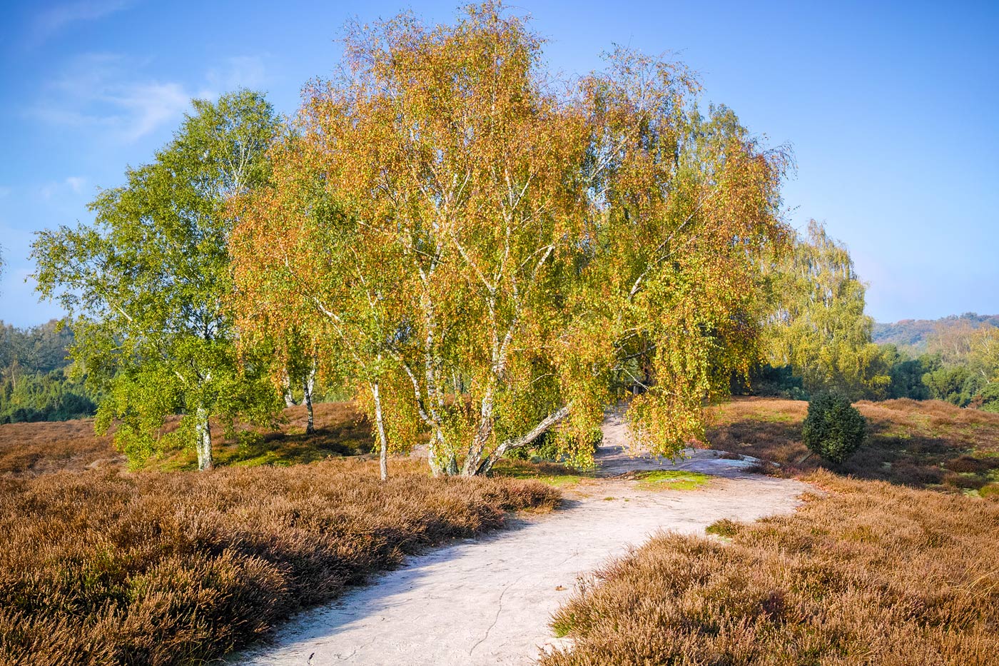 Birken im Herbstgewand