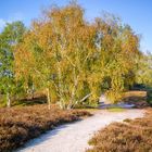 Birken im Herbstgewand