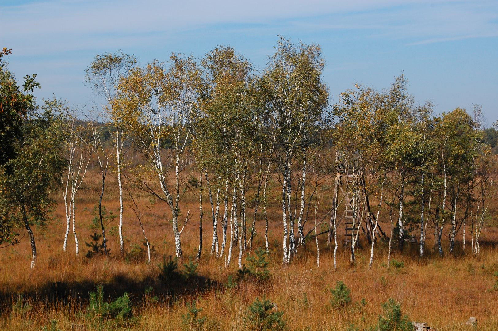 Birken im herbstlichen Elmpter Schwalmbruch