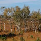 Birken im herbstlichen Elmpter Schwalmbruch