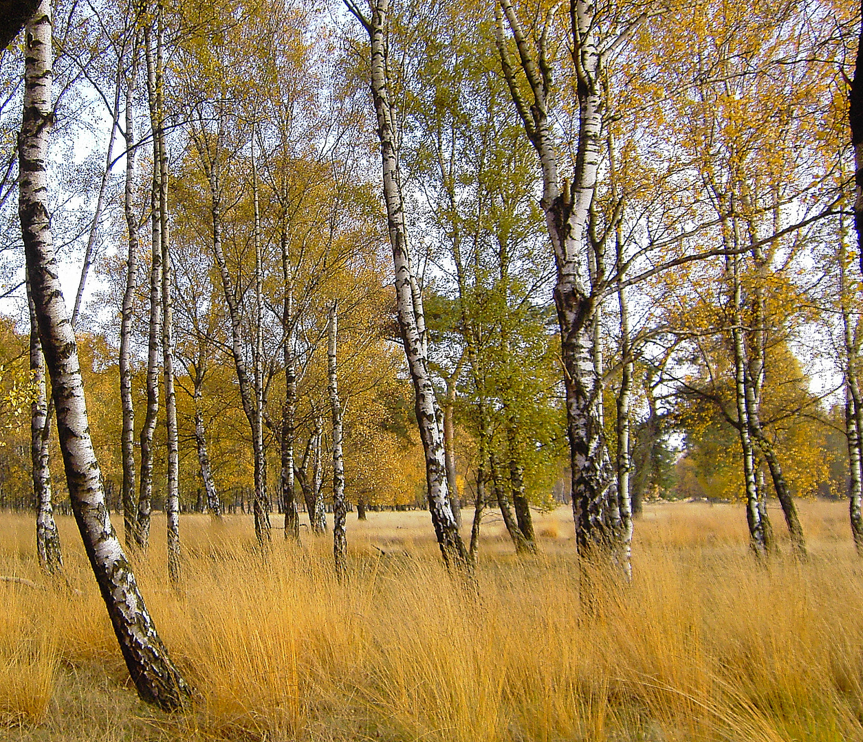 Birken im Herbstlicht