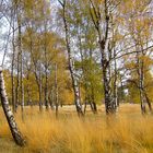 Birken im Herbstlicht