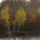 Birken im Herbstlicht