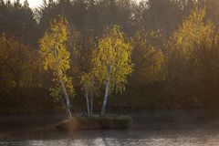 Birken im Herbstlicht