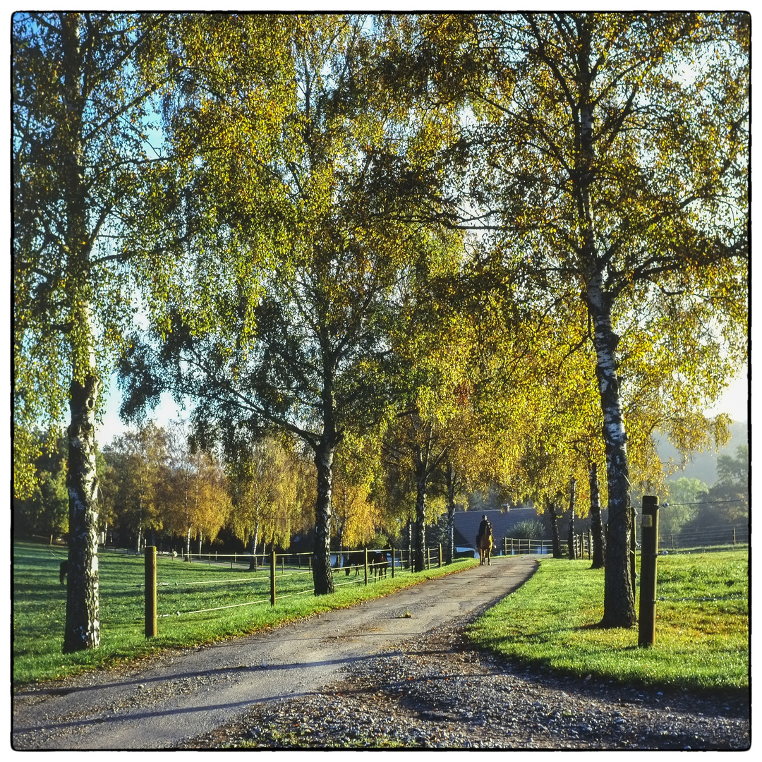 Birken im Herbstlicht