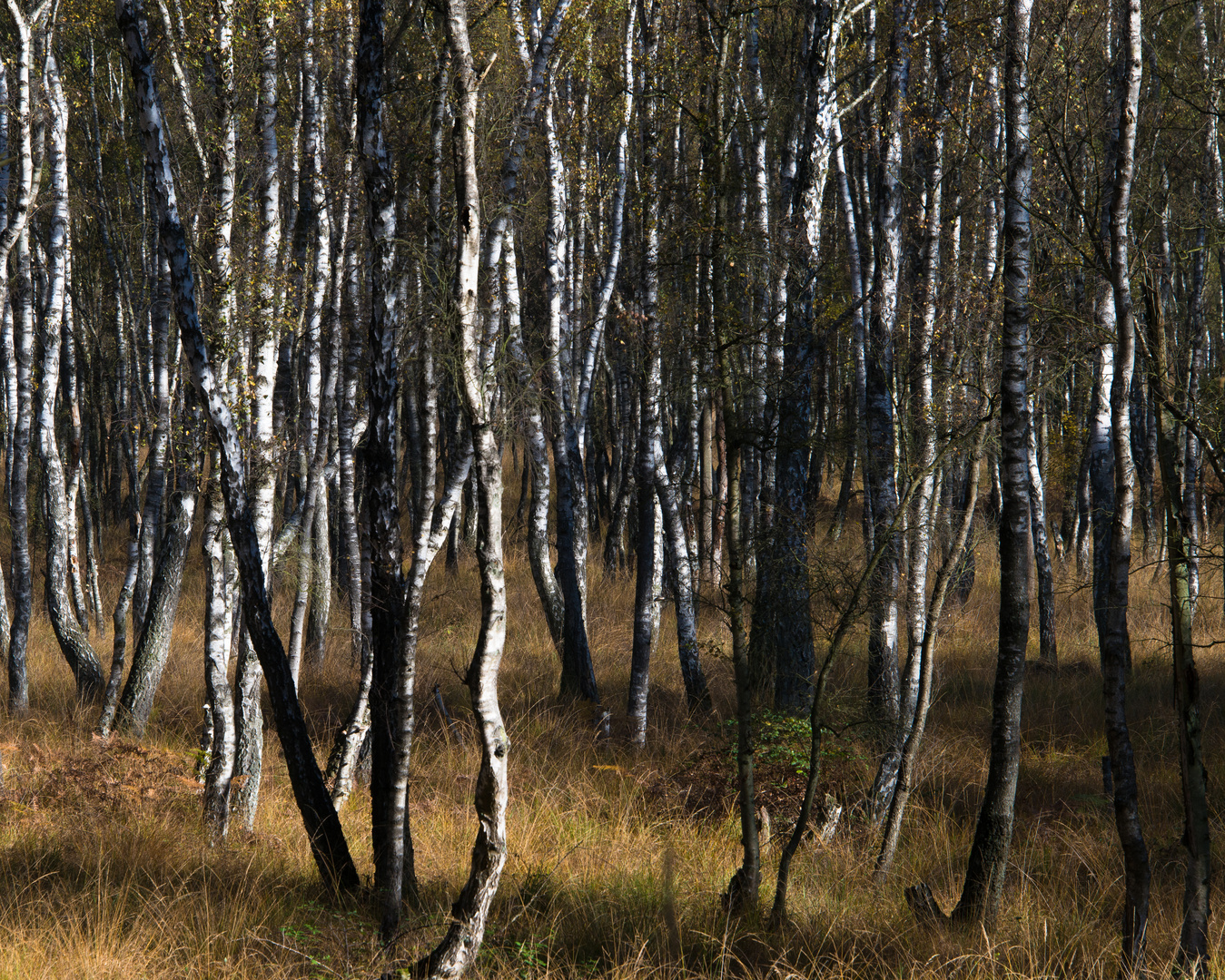 Birken im Herbstlichtlicht-1