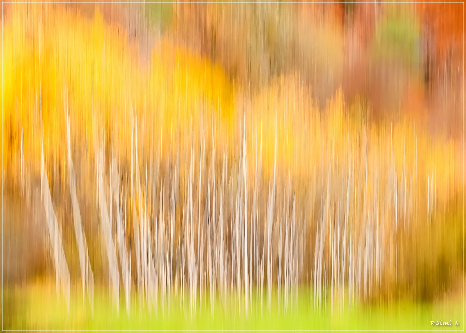 BIRKEN IM HERBSTLOOK