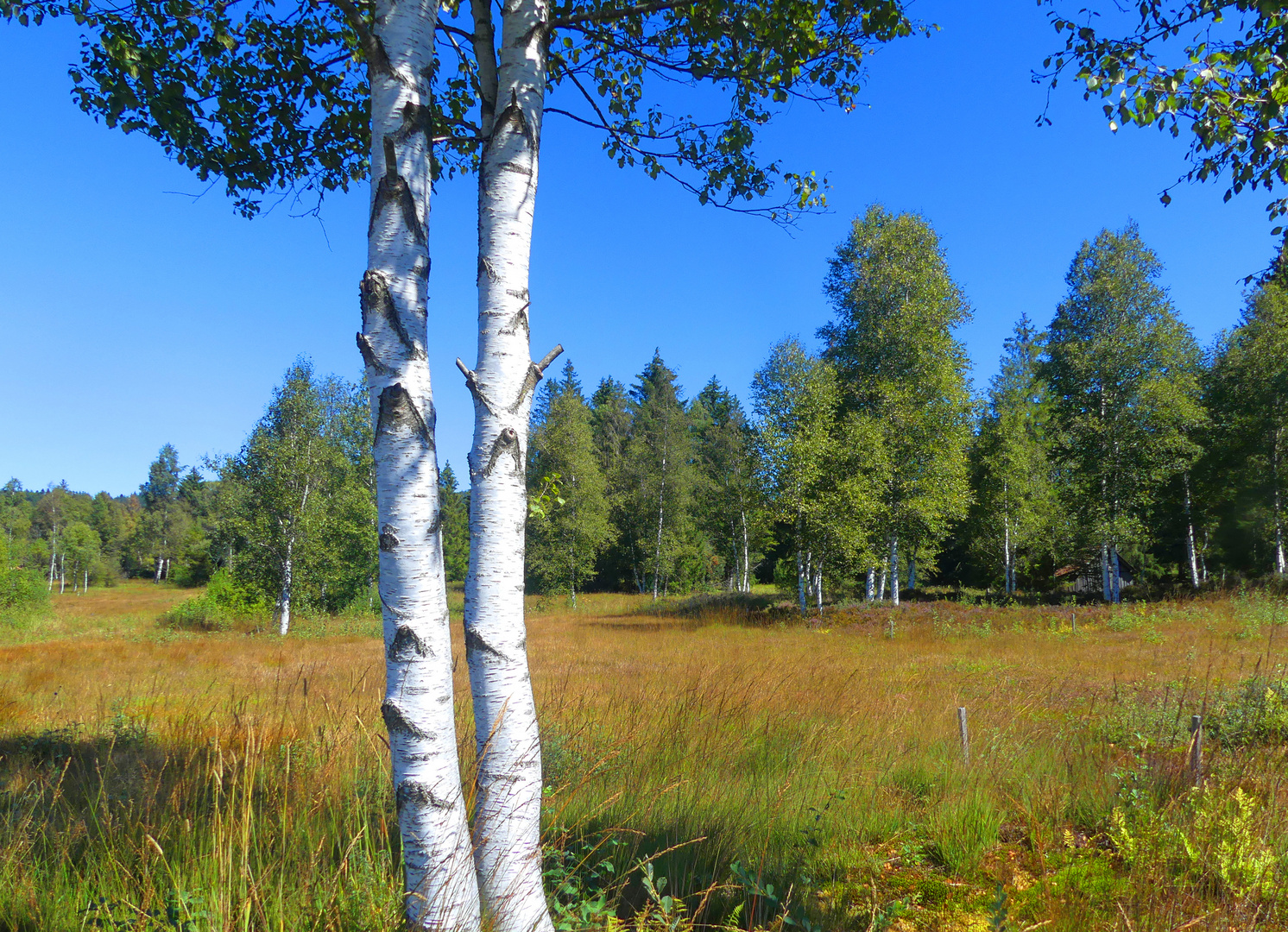 Birken im Herbstmoor