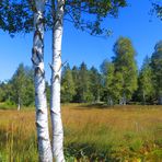 Birken im Herbstmoor