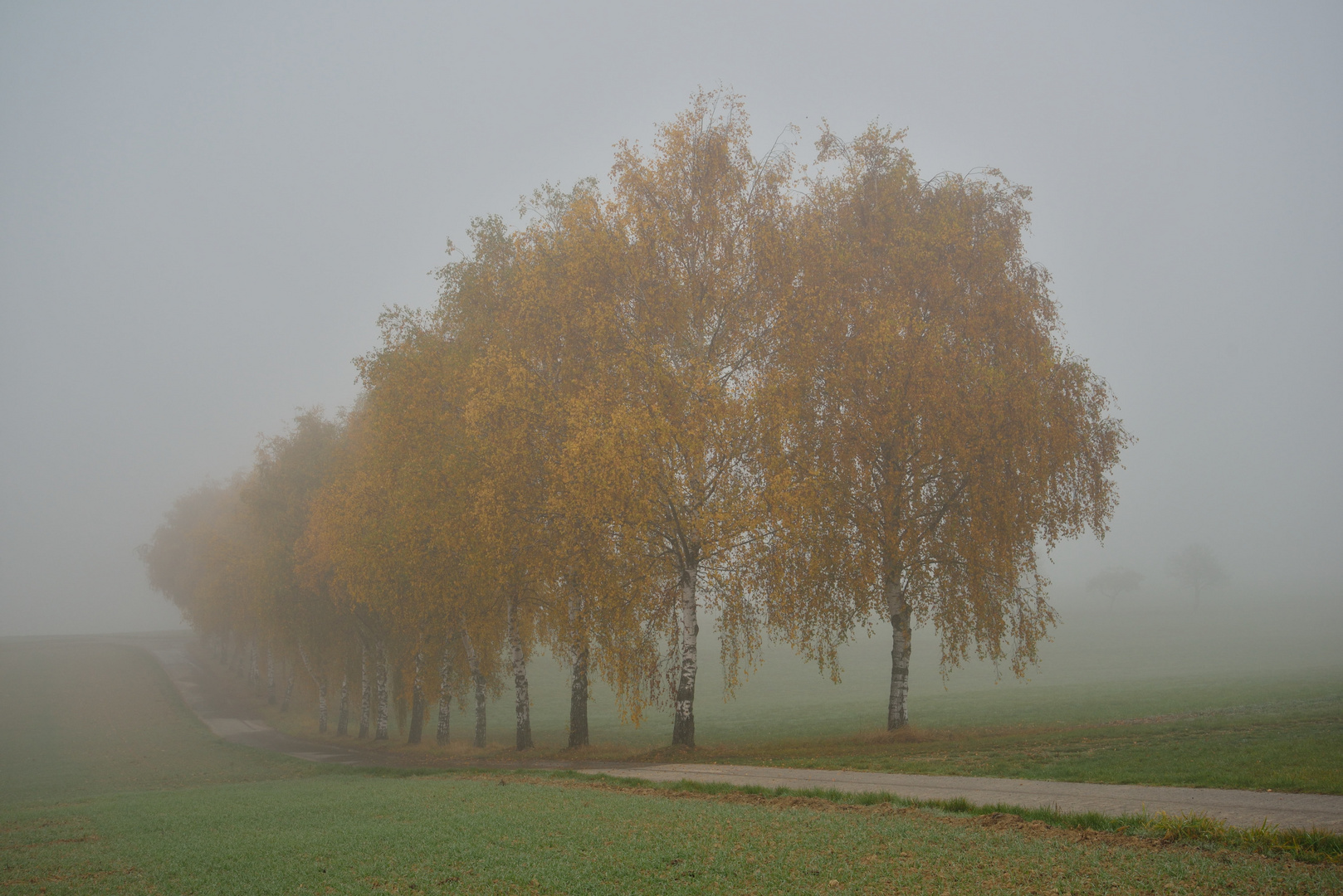 Birken im Herbstnebel