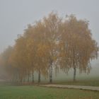 Birken im Herbstnebel