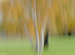   Birken im Herbstwind