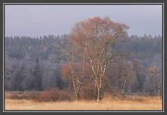 Birken im Hohen Venn (01854)