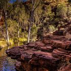 Birken im Karijini 