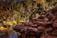 Birken im Karijini 