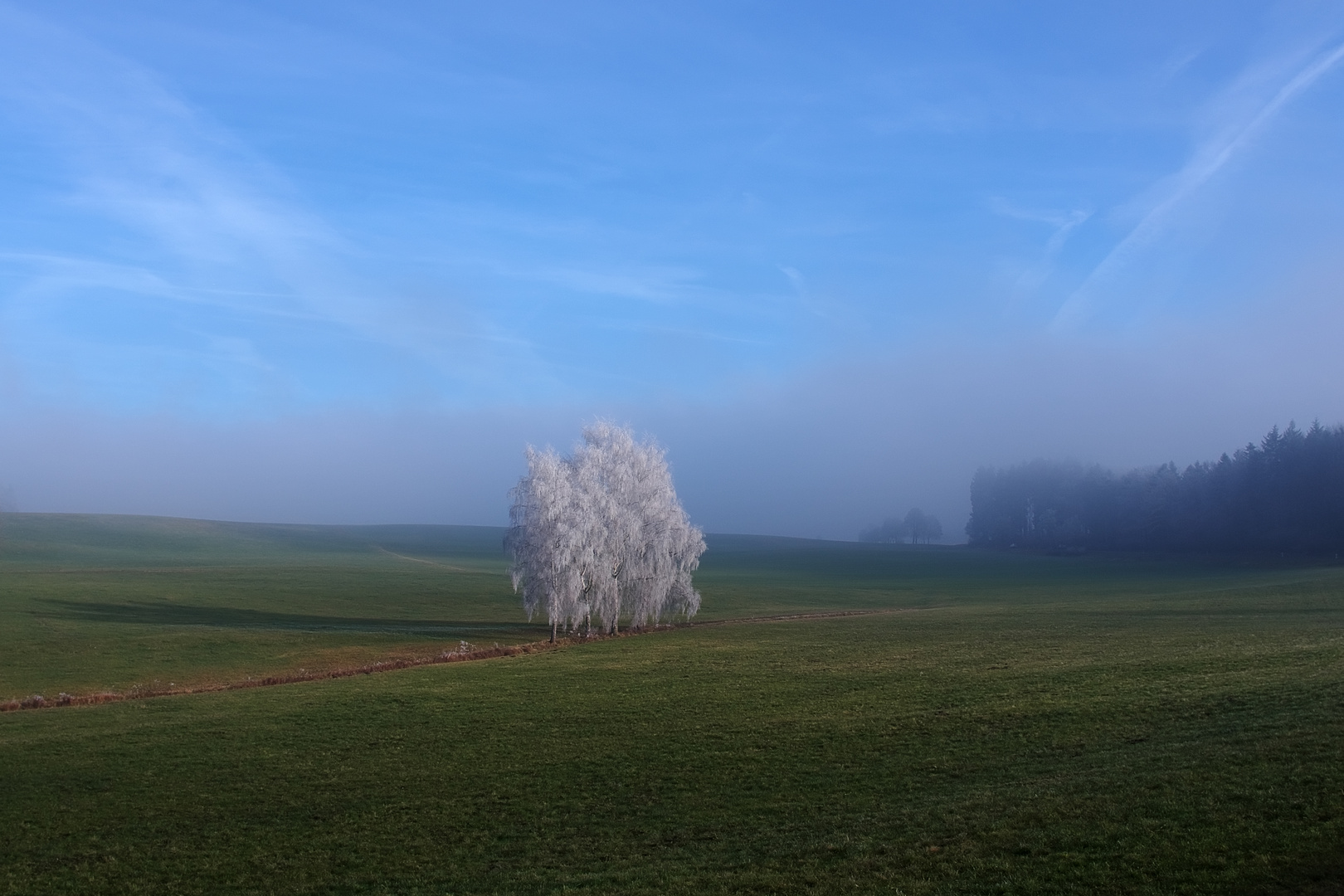 Birken im letzten Raureif