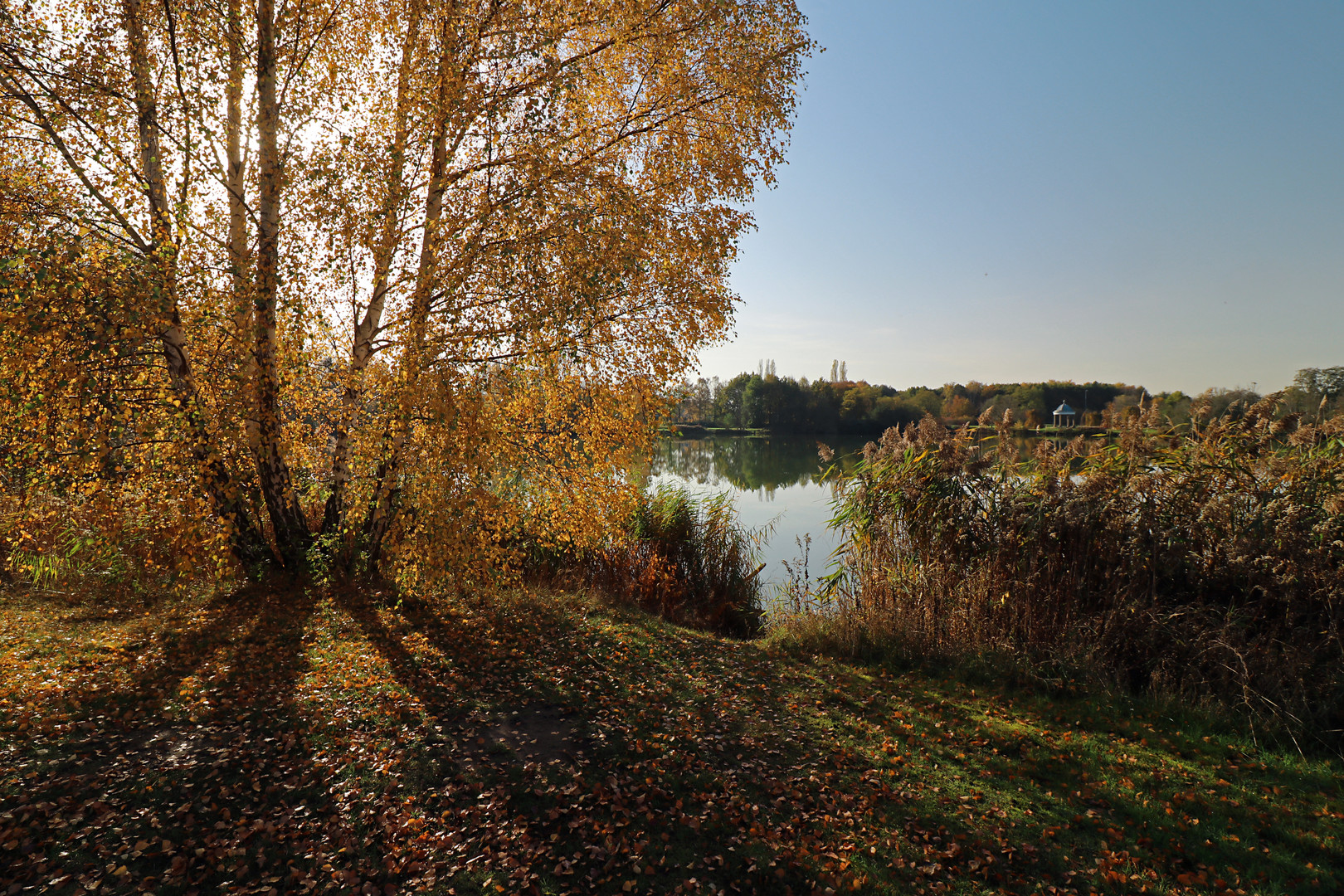 Birken im Licht