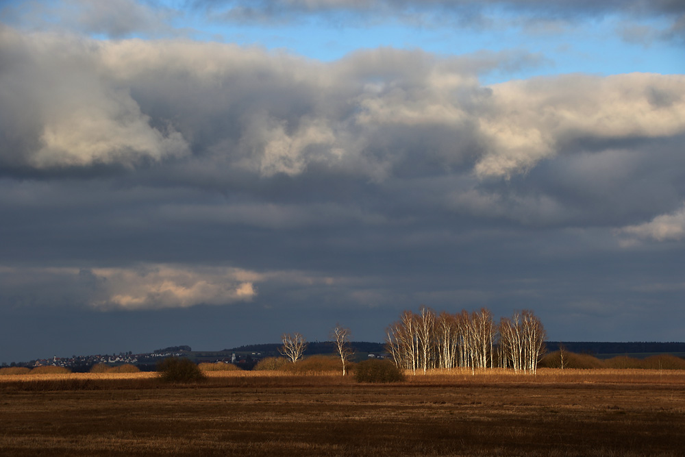 Birken im Licht