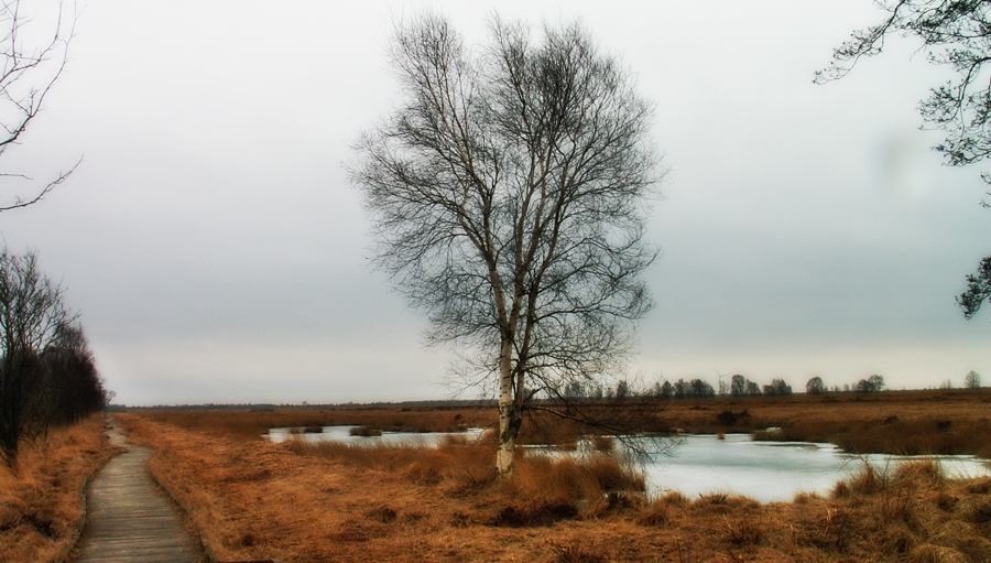 Birke/n im Moor