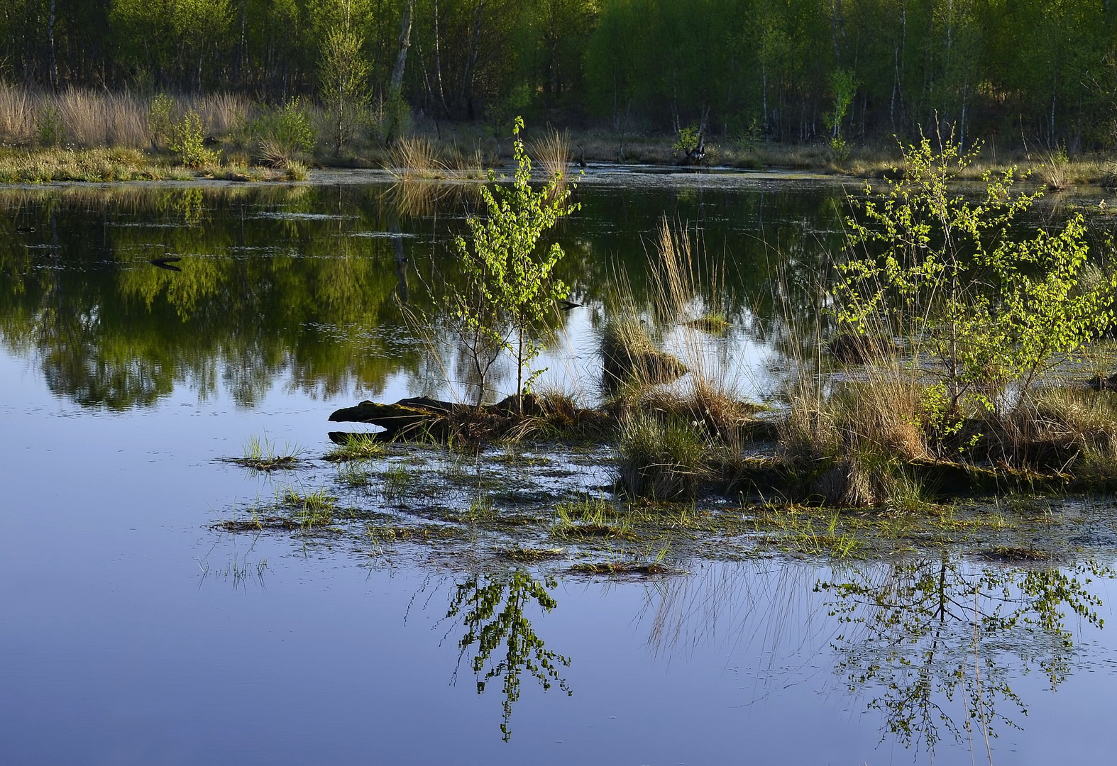 °Birken im Moor°