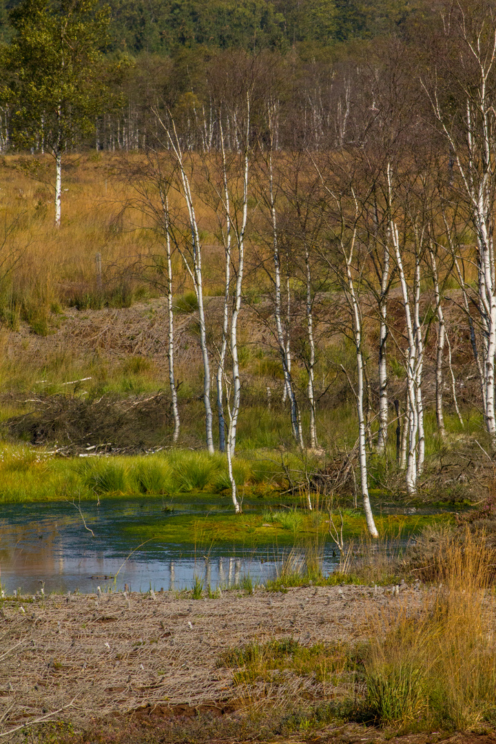 Birken im Moor