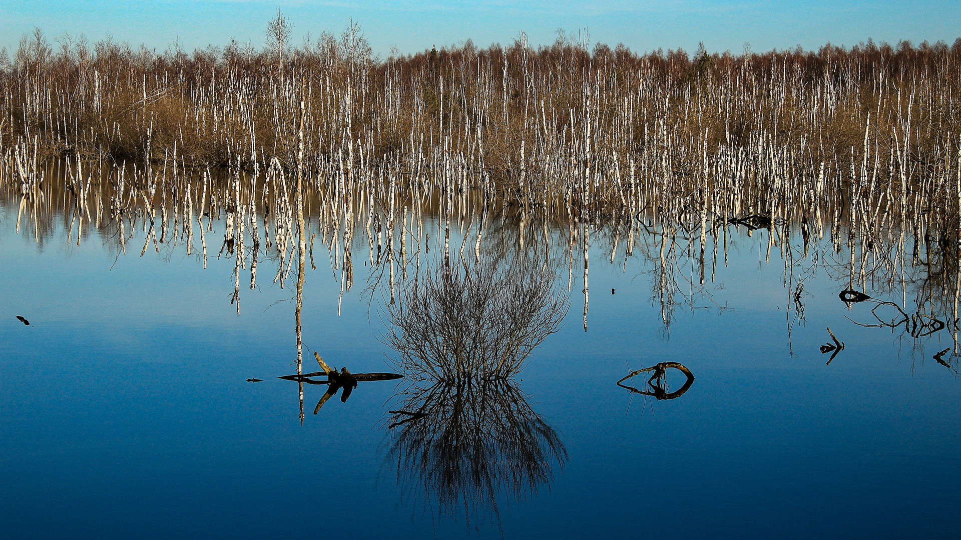 Birken im Moor