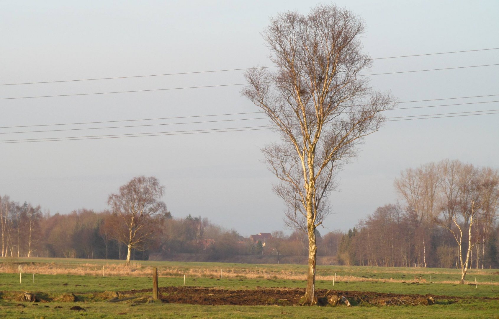 Birken im Moor 